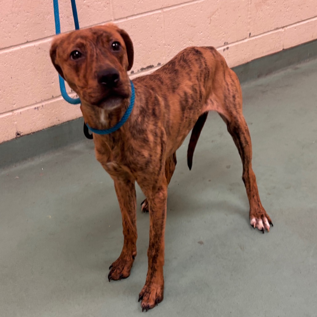 Shelter Stray Female Dog last seen , 2350 Appling City Cove, Memphis, TN 38133, USA