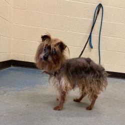 Shelter Stray Female Dog last seen , 2350 Appling City Cove, Memphis, TN 38133, USA