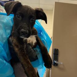 Shelter Stray Female Dog last seen , 2350 Appling City Cove, Memphis, TN 38133, USA