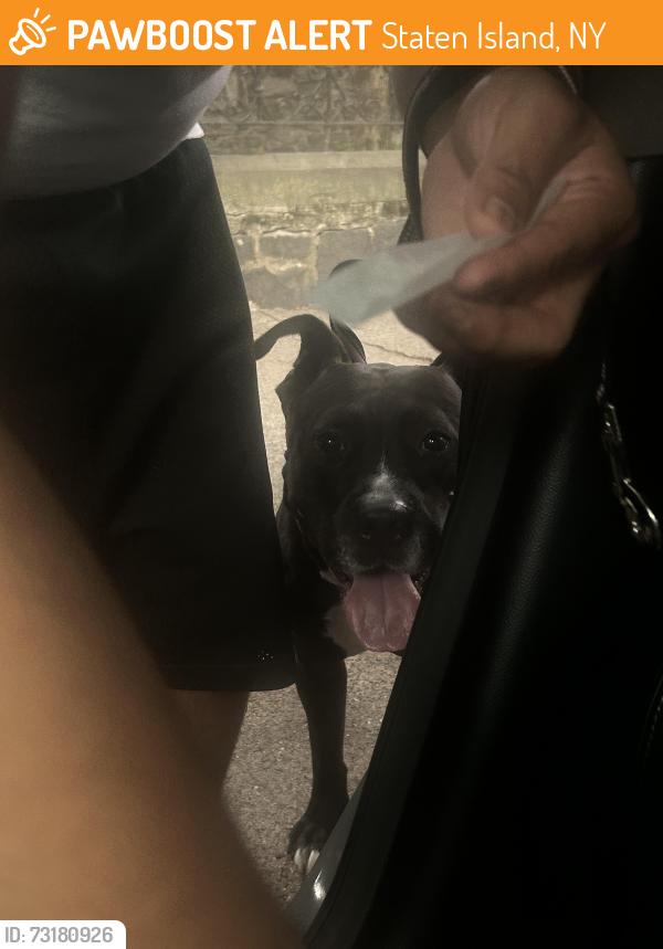 Found/Stray Male Dog last seen Staten Island, Staten Island, NY 10301