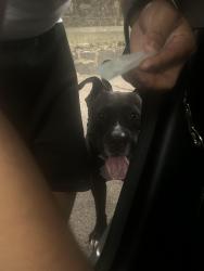 Found/Stray Male Dog last seen Staten Island, Staten Island, NY 10301