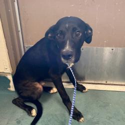 Shelter Stray Male Dog last seen , 2350 Appling City Cove, Memphis, TN 38133, USA