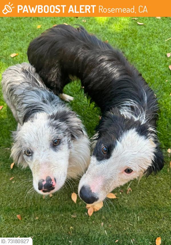 Found/Stray Unknown Dog last seen Tegner Dr., Rosemead, CA 91755