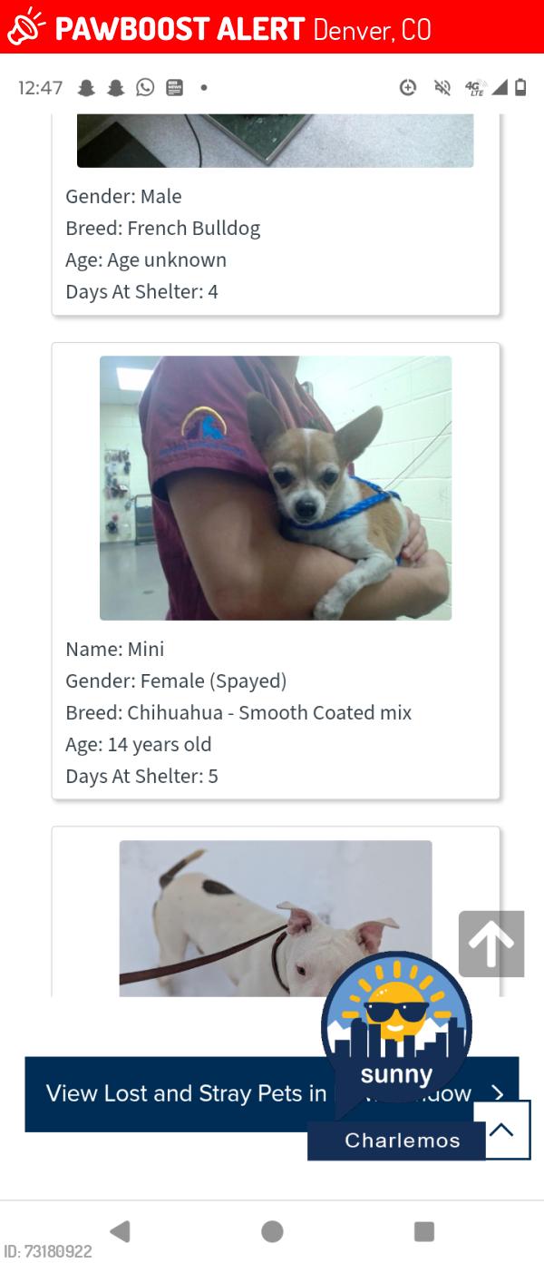 Lost Female Dog last seen Near Josephine Street, Denver, CO 80205