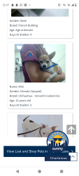 Lost Female Dog last seen Near Josephine Street, Denver, CO 80205