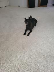 Lost Female Dog last seen El Mirage and Nicolet, Glendale, AZ 85307