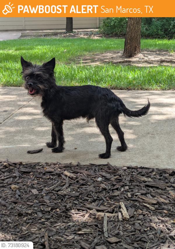 Found/Stray Male Dog last seen San Marcos, San Marcos, TX 78666