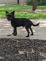 Found/Stray Male Dog last seen San Marcos, San Marcos, TX 78666