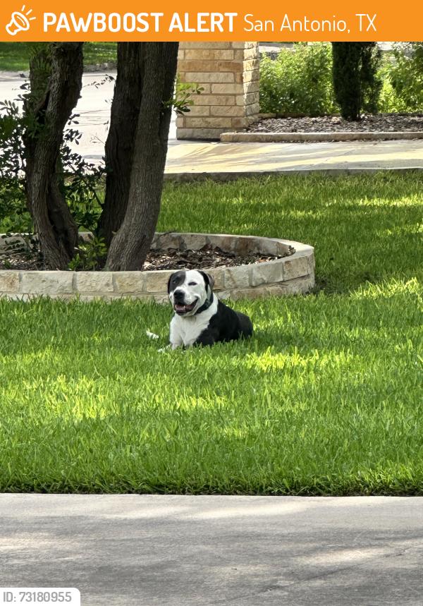 Found/Stray Male Dog last seen Parkcrest and Bluegrass, San Antonio, TX 78239