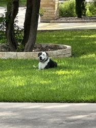Found/Stray Male Dog last seen Parkcrest and Bluegrass, San Antonio, TX 78239