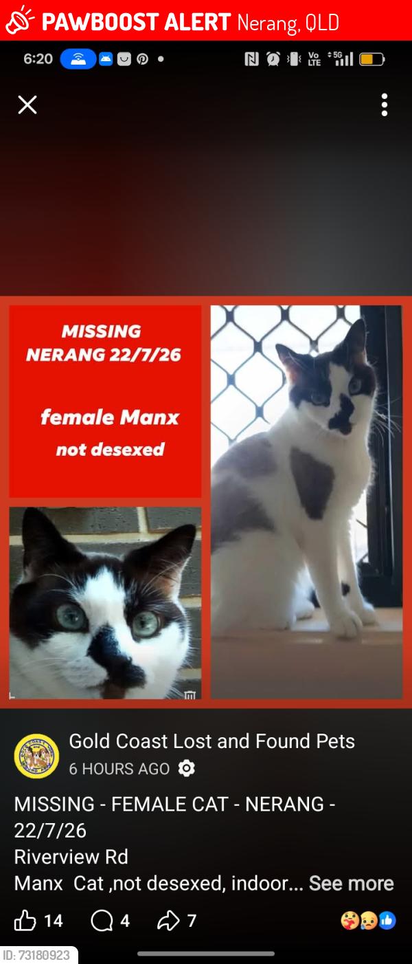 Lost Female Cat last seen Nerang Broadbeach road, Nerang, QLD 4211