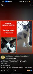 Lost Female Cat last seen Nerang Broadbeach road, Nerang, QLD 4211