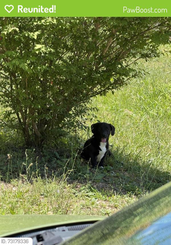 Reunited Male Dog last seen SR-91 N, Johnson County, TN 37683