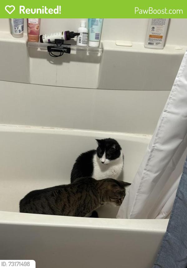 Reunited Male Cat last seen Near Mundys corner, close by to Jackson twp elementary, Johnstown, PA 15909