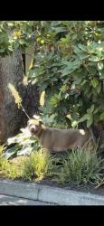 Reunited Female Dog last seen Near SW Hampton St, Tigard, OR 97223, USA, Tigard, OR 97223