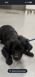 Lost Male Dog last seen W.Oakland Ave and Corona Street Hemet,ca, Hemet, CA 92545