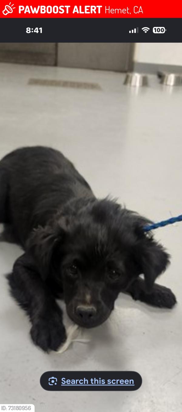 Lost Male Dog last seen W.Oakland Ave and Corona Street Hemet,ca, Hemet, CA 92545