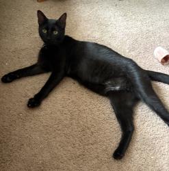 Reunited Male Cat last seen Old Liberty Rd and Ermine St, Randleman, NC 27317
