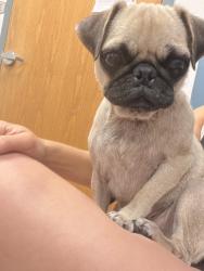 Found/Stray Female Dog last seen Hedford flts, San Antonio, TX 78254