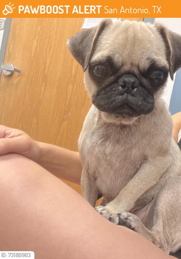 Found/Stray Female Dog last seen Hedford flts, San Antonio, TX 78254