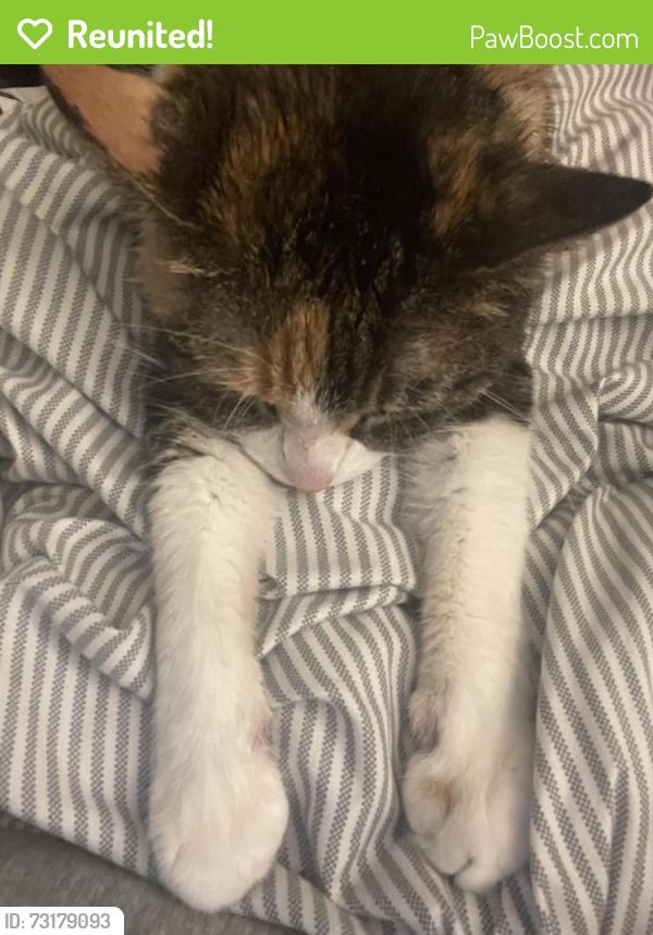 Reunited Female Cat last seen under parked cars, Worcester, MA 01602