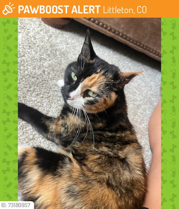 Found/Stray Female Cat last seen Quincy & Wadsworth, Littleton, CO 80123