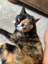 Found/Stray Female Cat last seen Quincy & Wadsworth, Littleton, CO 80123