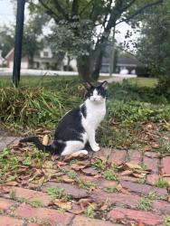 Lost Male Cat last seen LaGrange St, Boston, MA 02132