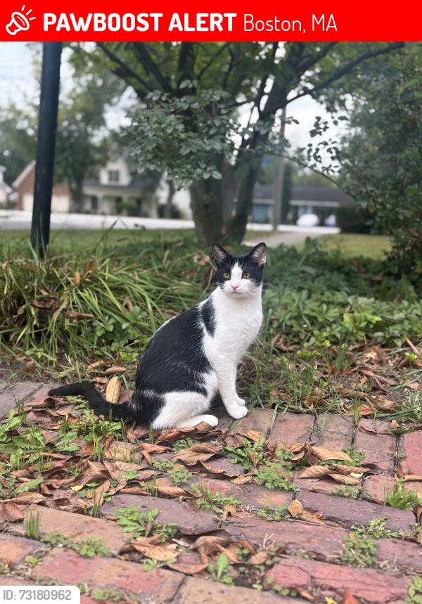 Lost Male Cat last seen LaGrange St, Boston, MA 02132
