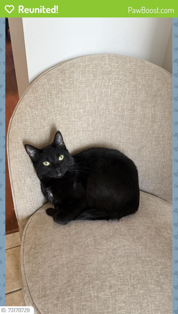 Reunited Female Cat last seen Jennings Drive concession 3, Clarington, ON 