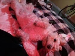 Lost Female Dog last seen Palm tree motel, Los Angeles, CA 91343