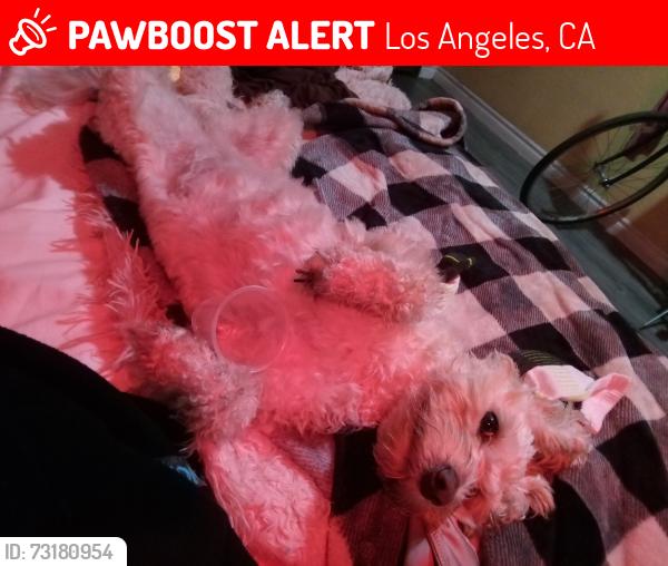 Lost Female Dog last seen Palm tree motel, Los Angeles, CA 91343