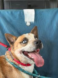 Found/Stray Male Dog last seen Radwick Dr., Las Vegas, NV 89110