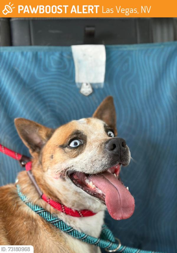 Found/Stray Male Dog last seen Radwick Dr., Las Vegas, NV 89110