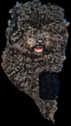 Reunited Female Dog last seen Near Street, Cutler Bay, Cutler Bay, FL 33189