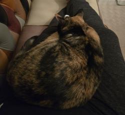 Reunited Female Cat last seen Fearnville Avenue, Leeds, West Yorkshire, England 