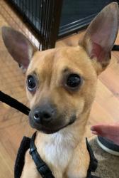 Found/Stray Male Dog last seen Cooksey,Birdie,N Old Lorena Rd Lorena, TX, Lorena, TX 76655