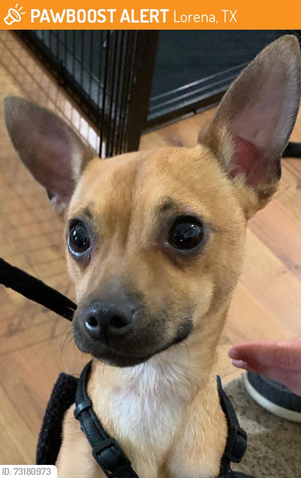 Found/Stray Male Dog last seen Cooksey,Birdie,N Old Lorena Rd Lorena, TX, Lorena, TX 76655