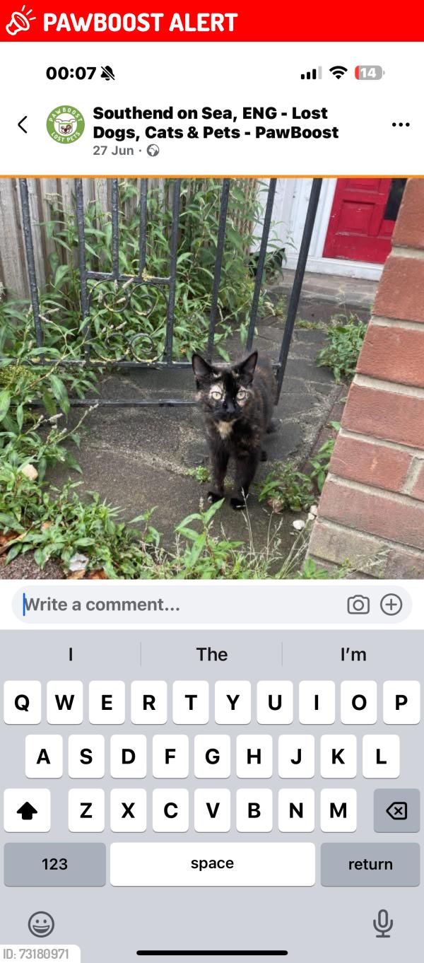 Lost Female Cat last seen Chalkwell park, Southend-on-Sea, England 
