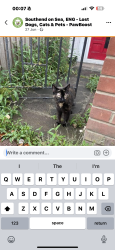 Lost Female Cat last seen Chalkwell park, Southend-on-Sea, England 