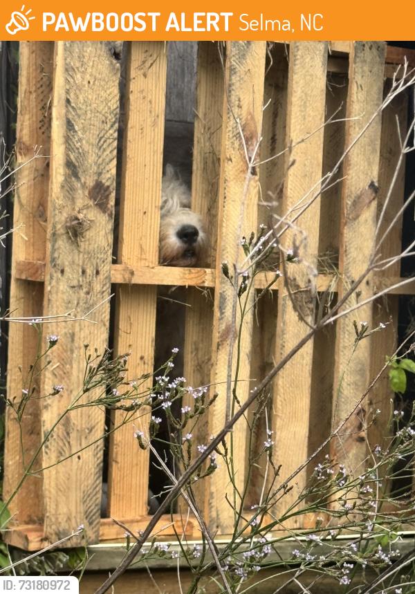 Found/Stray Unknown Dog last seen Lynch rd, Selma, NC 27576