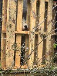 Found/Stray Unknown Dog last seen Lynch rd, Selma, NC 27576