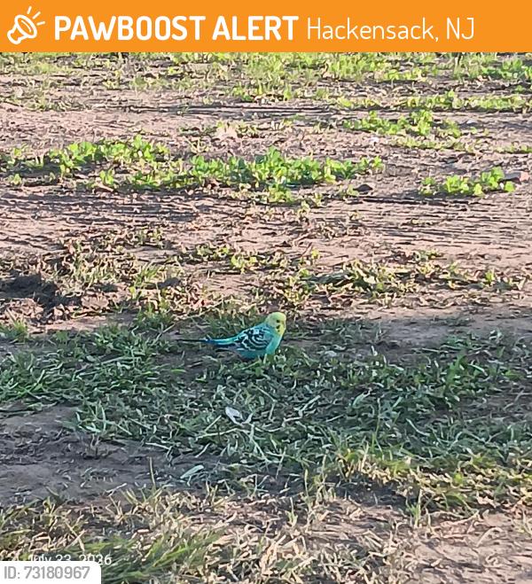 Found/Stray Female Bird last seen E Kennedy Street & S River Street, Hackensack, NJ 07601