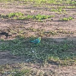 Found/Stray Female Bird last seen E Kennedy Street & S River Street, Hackensack, NJ 07601