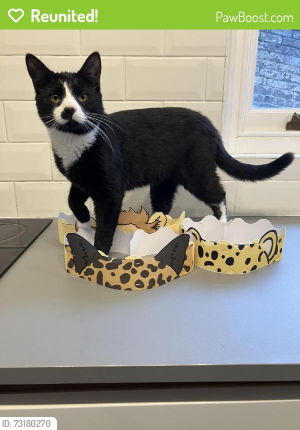 Reunited Male Cat last seen York Road, Montpelier, England 