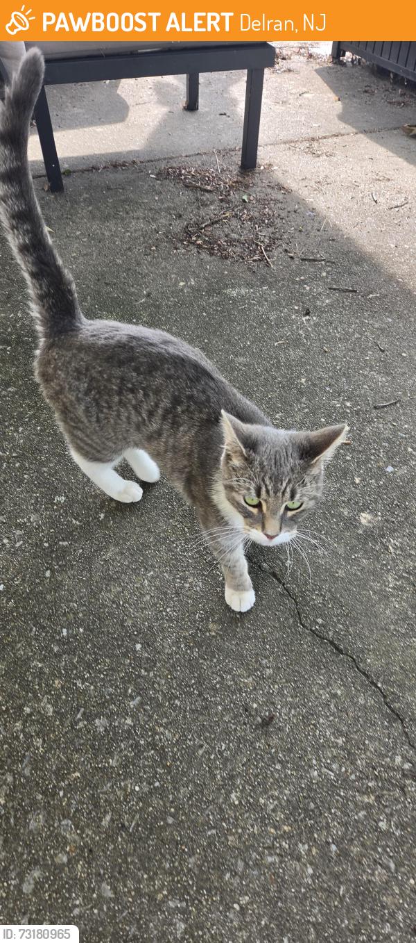 Found/Stray Female Cat last seen Tenby Chase Drive & Haines Mill Road, Delran, NJ 08075
