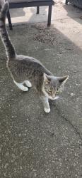 Found/Stray Female Cat last seen Tenby Chase Drive & Haines Mill Road, Delran, NJ 08075