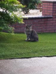 Reunited Female Cat last seen Croydon way, Rancho Cordova, CA 95670
