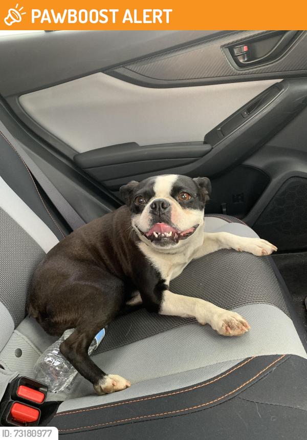 Found/Stray Female Dog last seen East side, Rapho Township, PA 17545