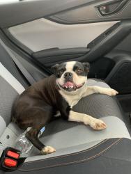 Found/Stray Female Dog last seen East side, Rapho Township, PA 17545
